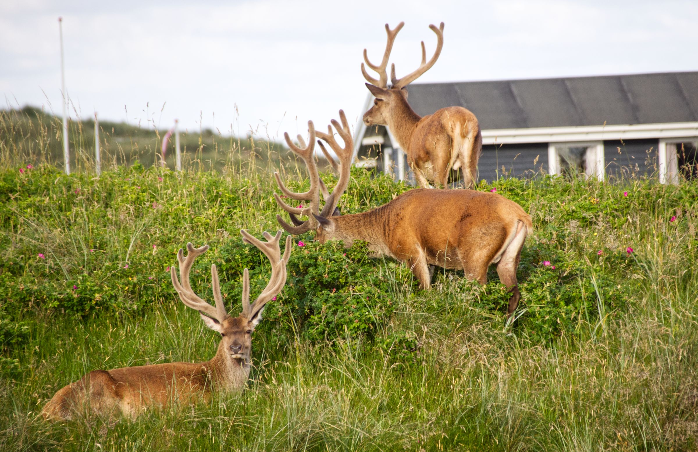 Hirschbesuch am frühen Morgen in Vejers Strand
